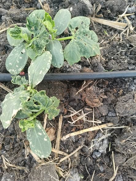 هذا الخيار عمر 21 يوم ماهذا